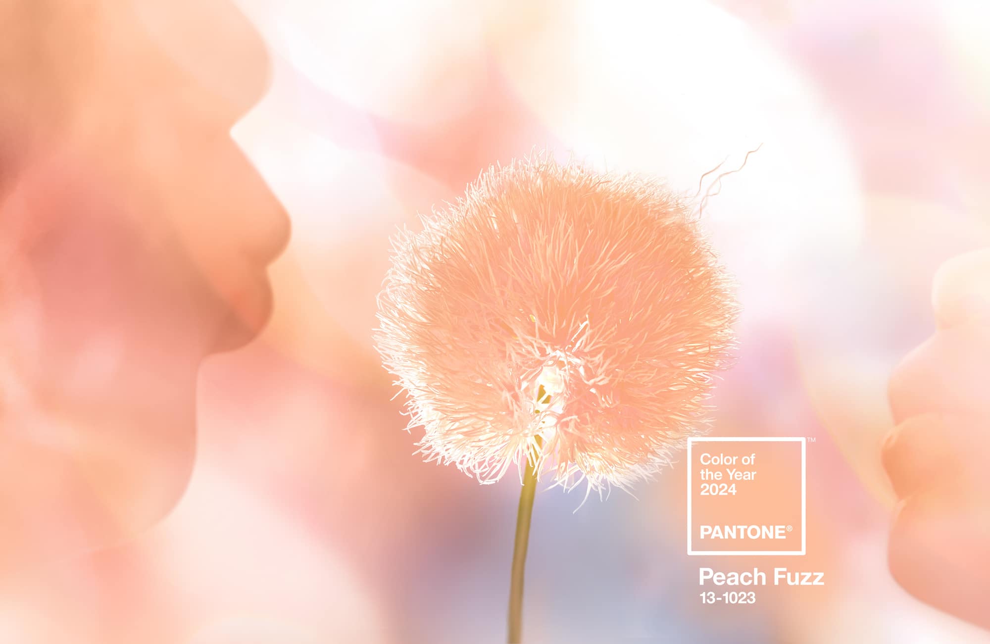 Pantone объявил персиковый пушок цветом 2024 года